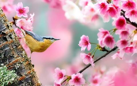 جشن میانه فصل بهار و زمان گاهنباری